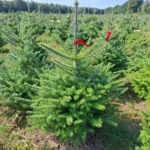 Jodła koreańska (abies koreana) rosnąca w donicy