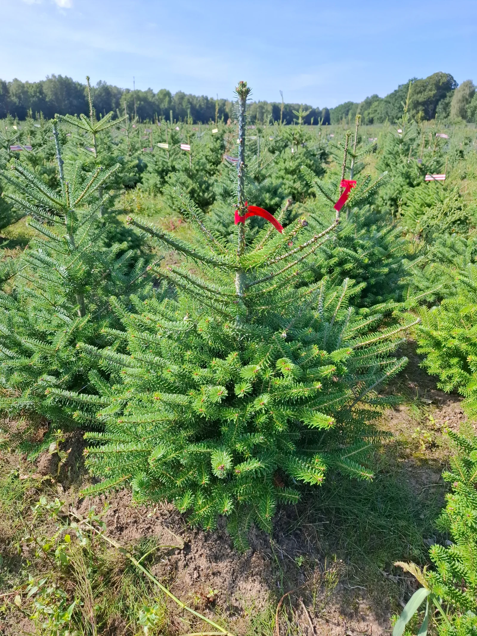 Jodła koreańska (abies koreana) rosnąca w donicy