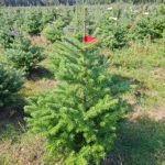 Jodła koreańska (abies koreana) rosnąca w donicy