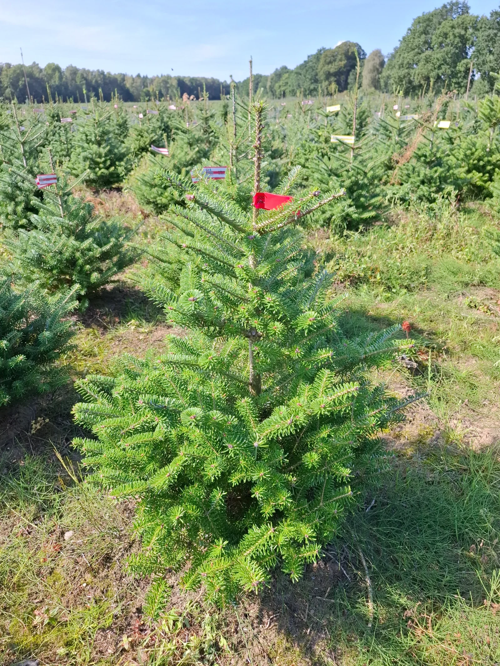 Jodła koreańska (abies koreana) rosnąca w donicy