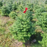 Jodła koreańska (abies koreana) rosnąca w donicy