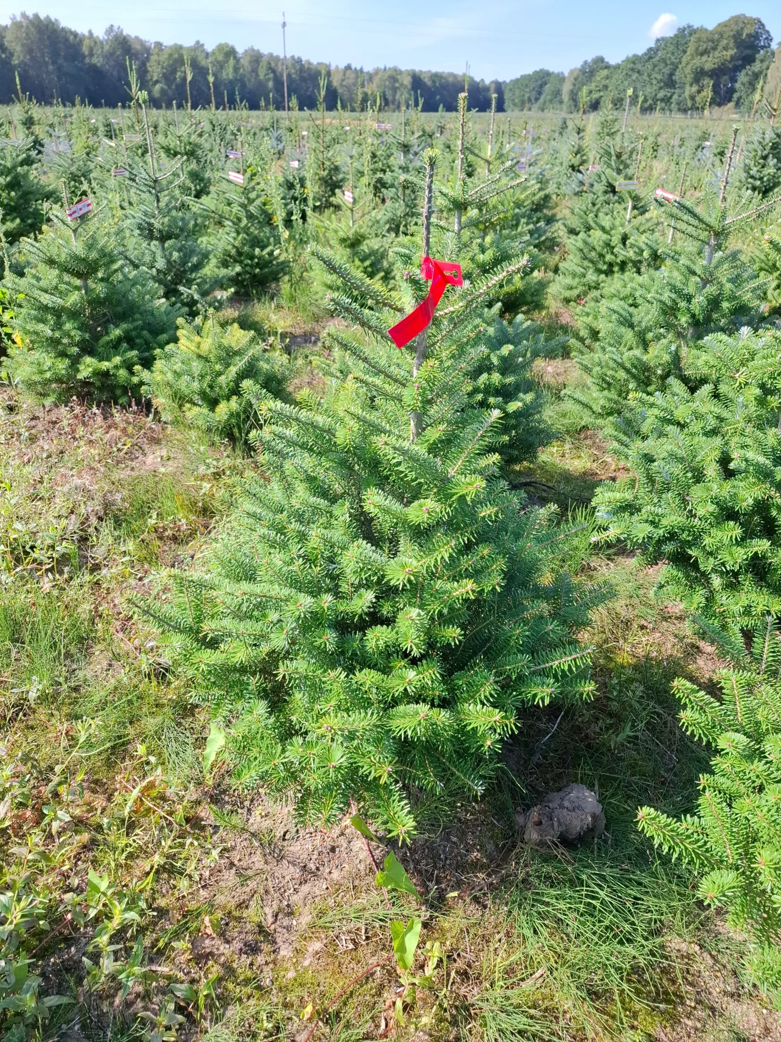 Jodła koreańska (abies koreana) rosnąca w donicy