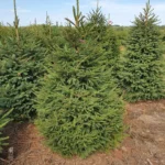 Świerk pospolity (picea abies) cięty