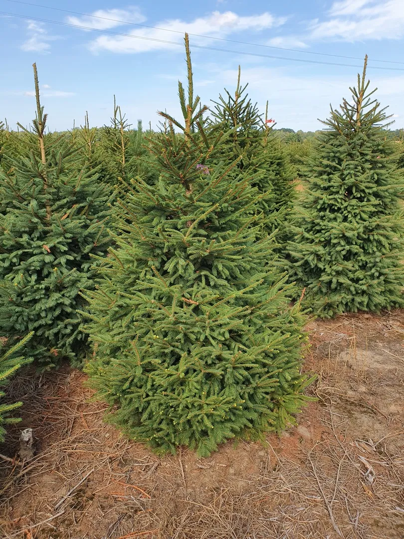 Świerk pospolity (picea abies) cięty