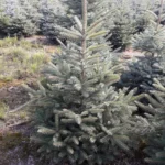 Świerk kłujący (picea pungens) obsadzony w donicy