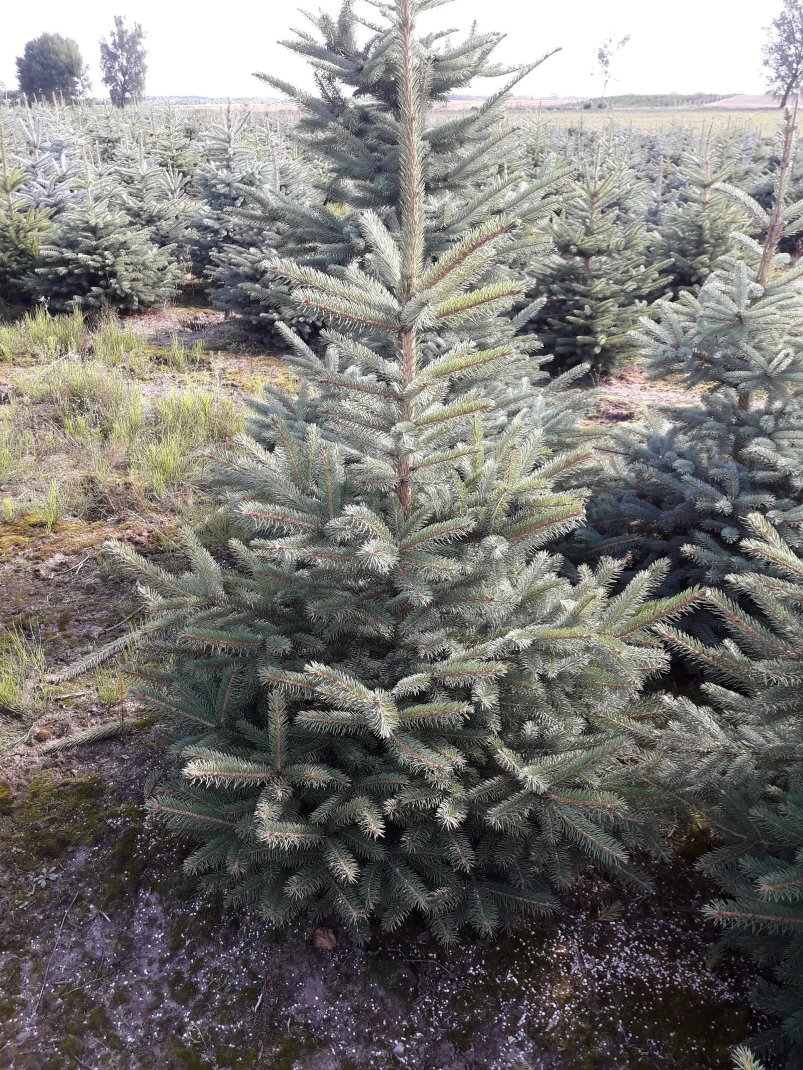 Świerk kłujący (picea pungens) obsadzony w donicy