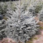 Świerk kłujący (picea pungens) obsadzony w donicy