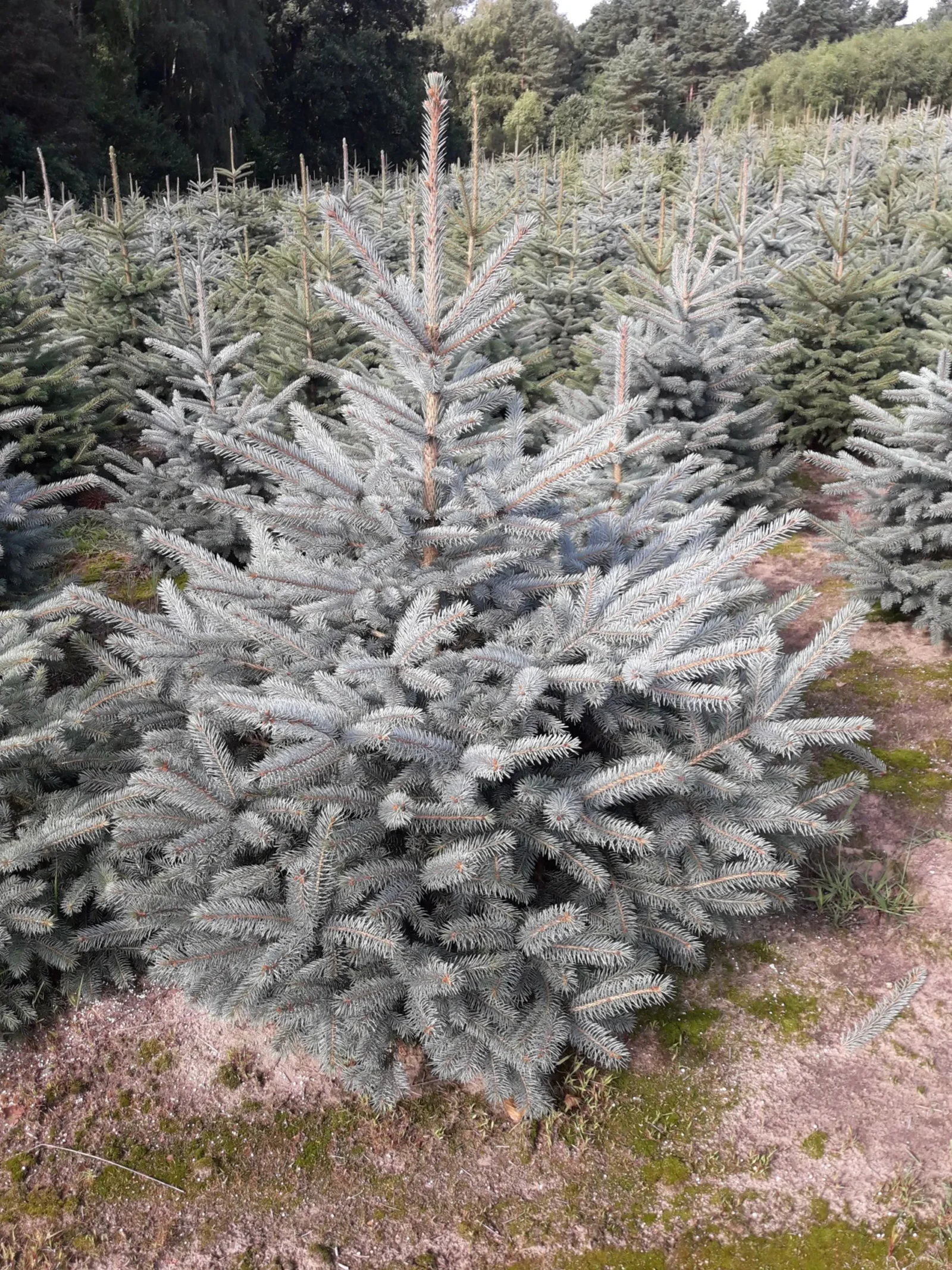 Świerk kłujący (picea pungens) obsadzony w donicy