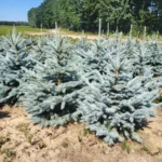 Świerk kłujący (picea pungens) rosnący w donicy