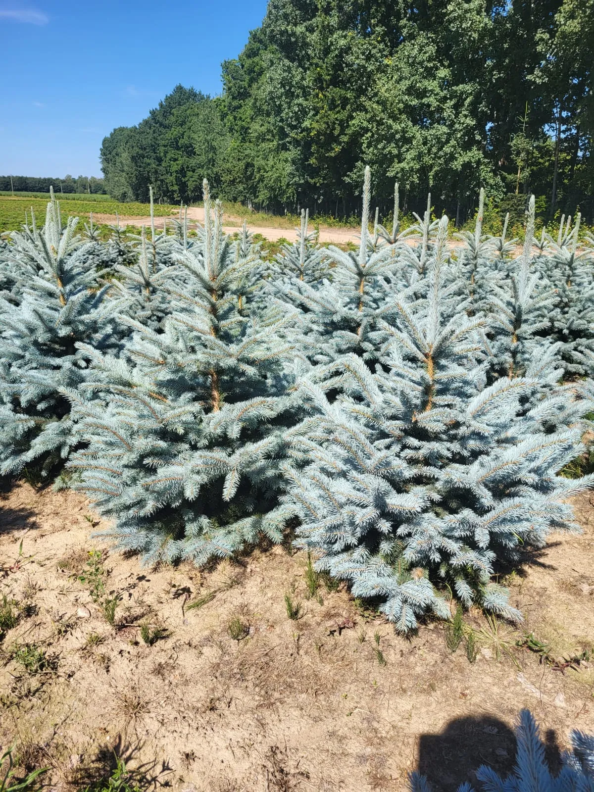 Świerk kłujący (picea pungens) rosnący w donicy