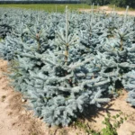 Świerk kłujący (picea pungens) rosnący w donicy