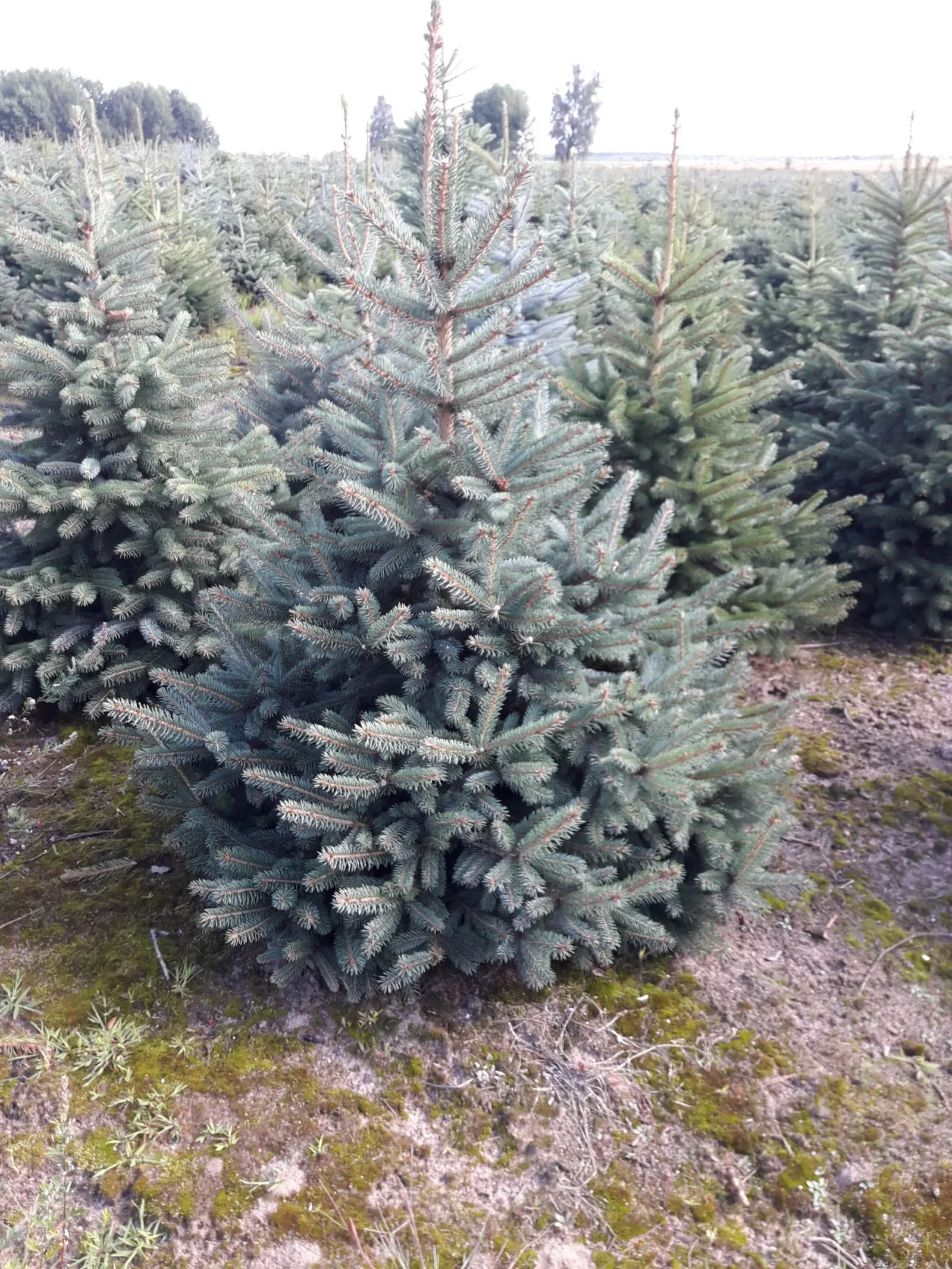 Świerk kłujący (picea pungens) obsadzony w donicy