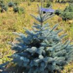 Świerk kłujący (picea pungens) obsadzony w donicy