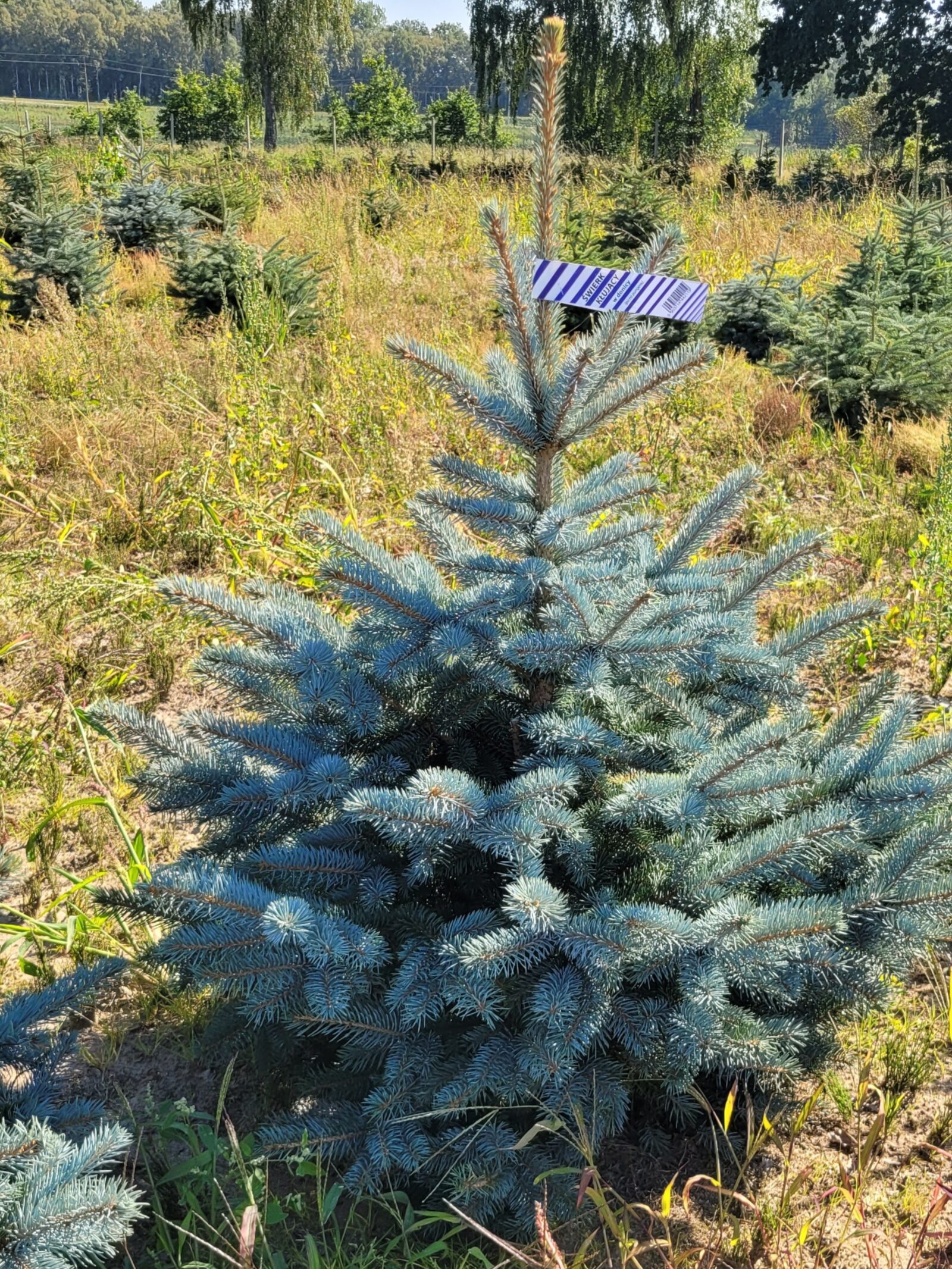 Świerk kłujący (picea pungens) obsadzony w donicy