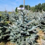 Świerk kłujący (picea pungens) obsadzony w donicy