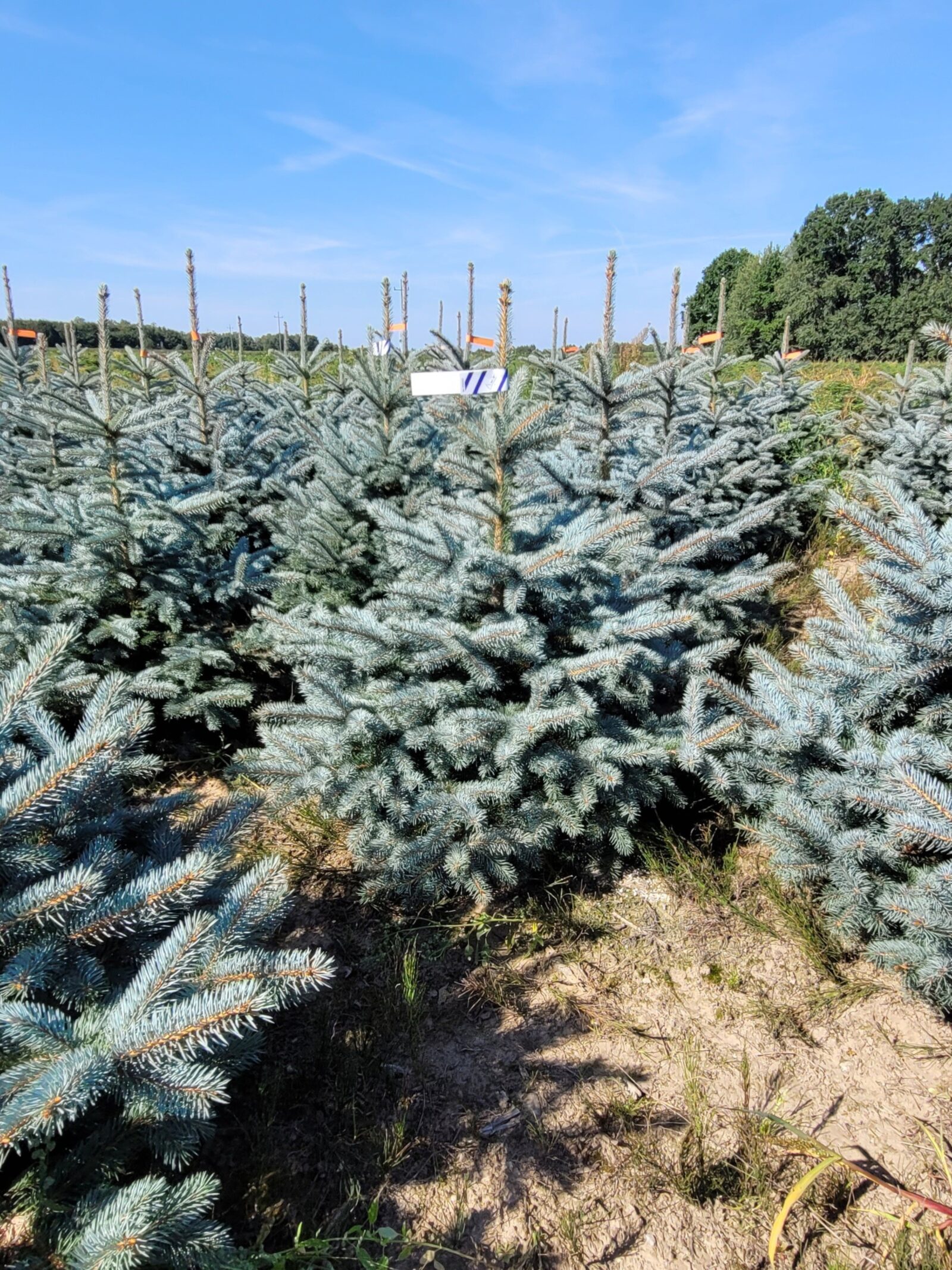 Świerk kłujący (picea pungens) rosnący w donicy