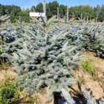 Świerk kłujący (picea pungens) rosnący w donicy