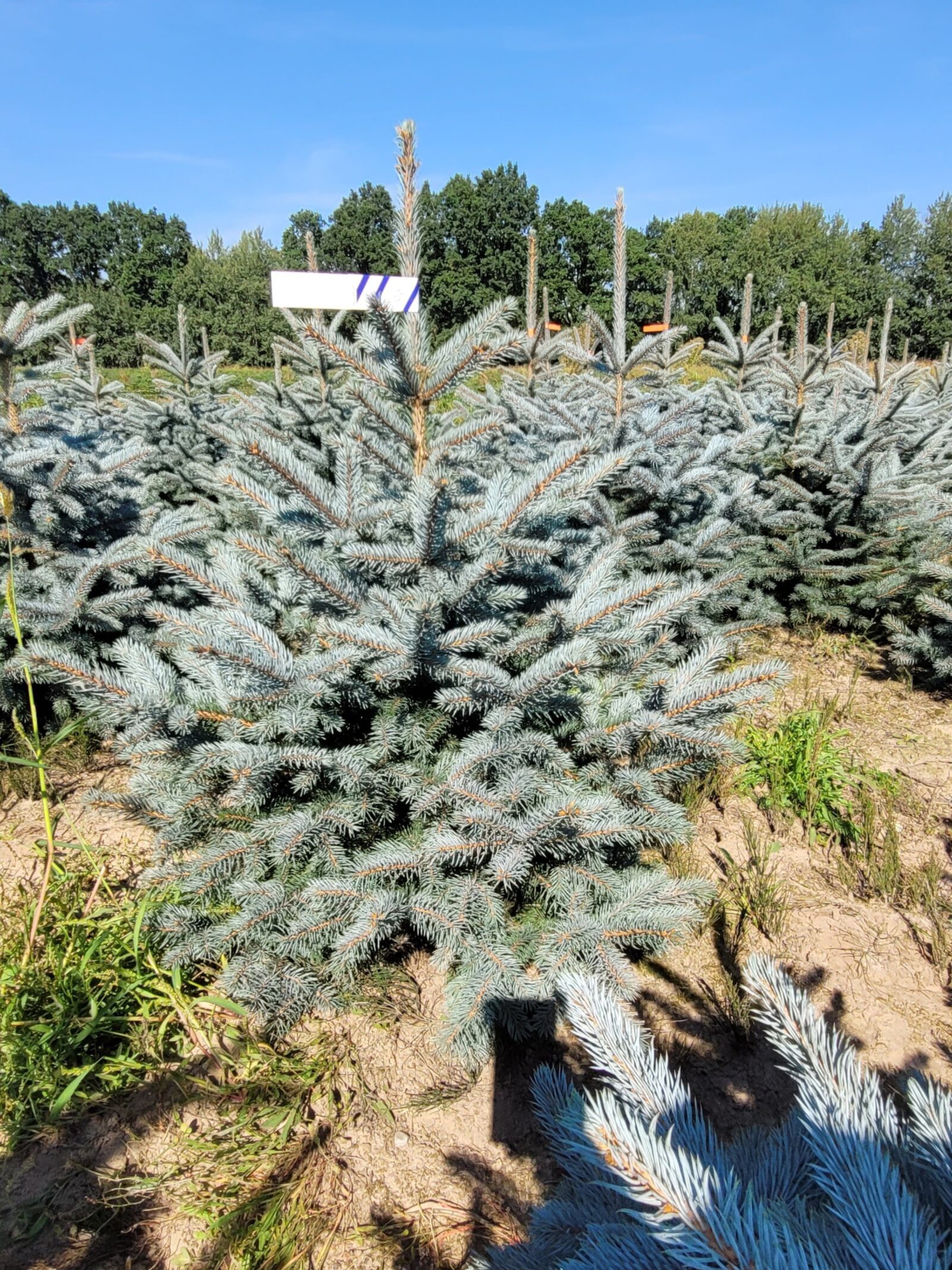 Świerk kłujący (picea pungens) rosnący w donicy