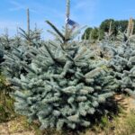 Świerk kłujący (picea pungens) obsadzony w donicy