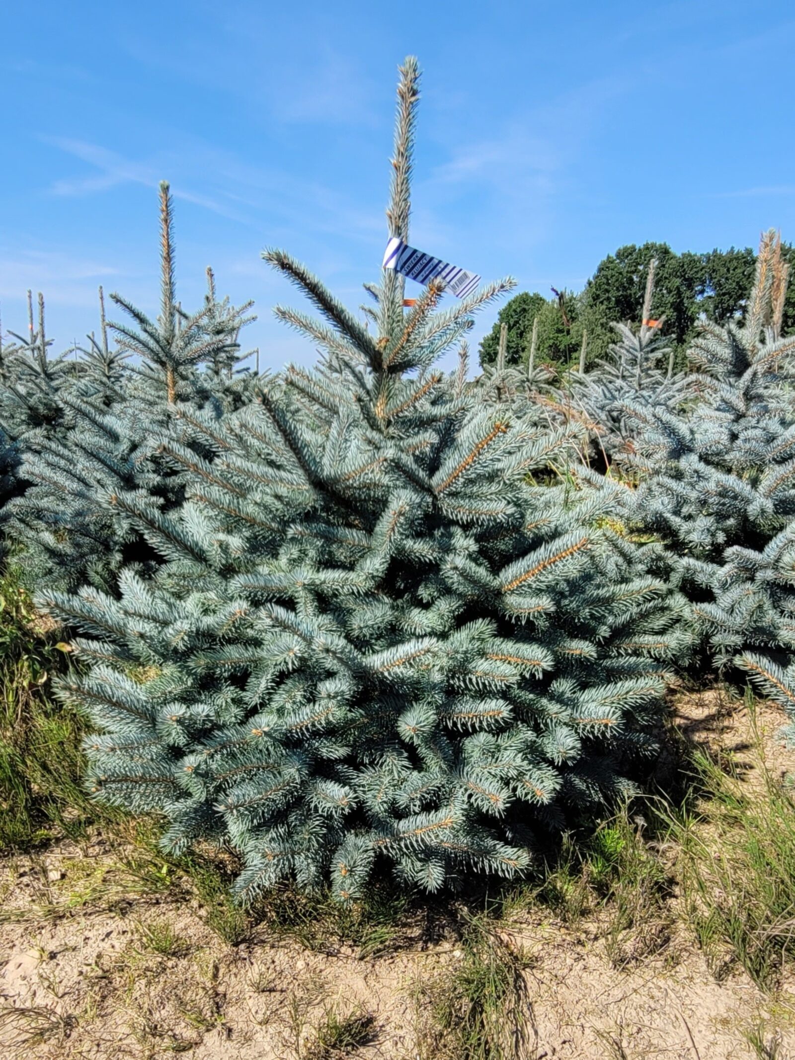 Świerk kłujący (picea pungens) obsadzony w donicy