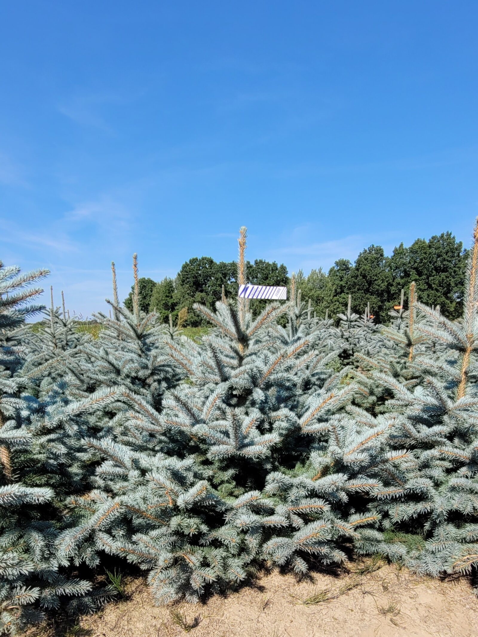 Świerk kłujący (picea pungens) rosnący w donicy