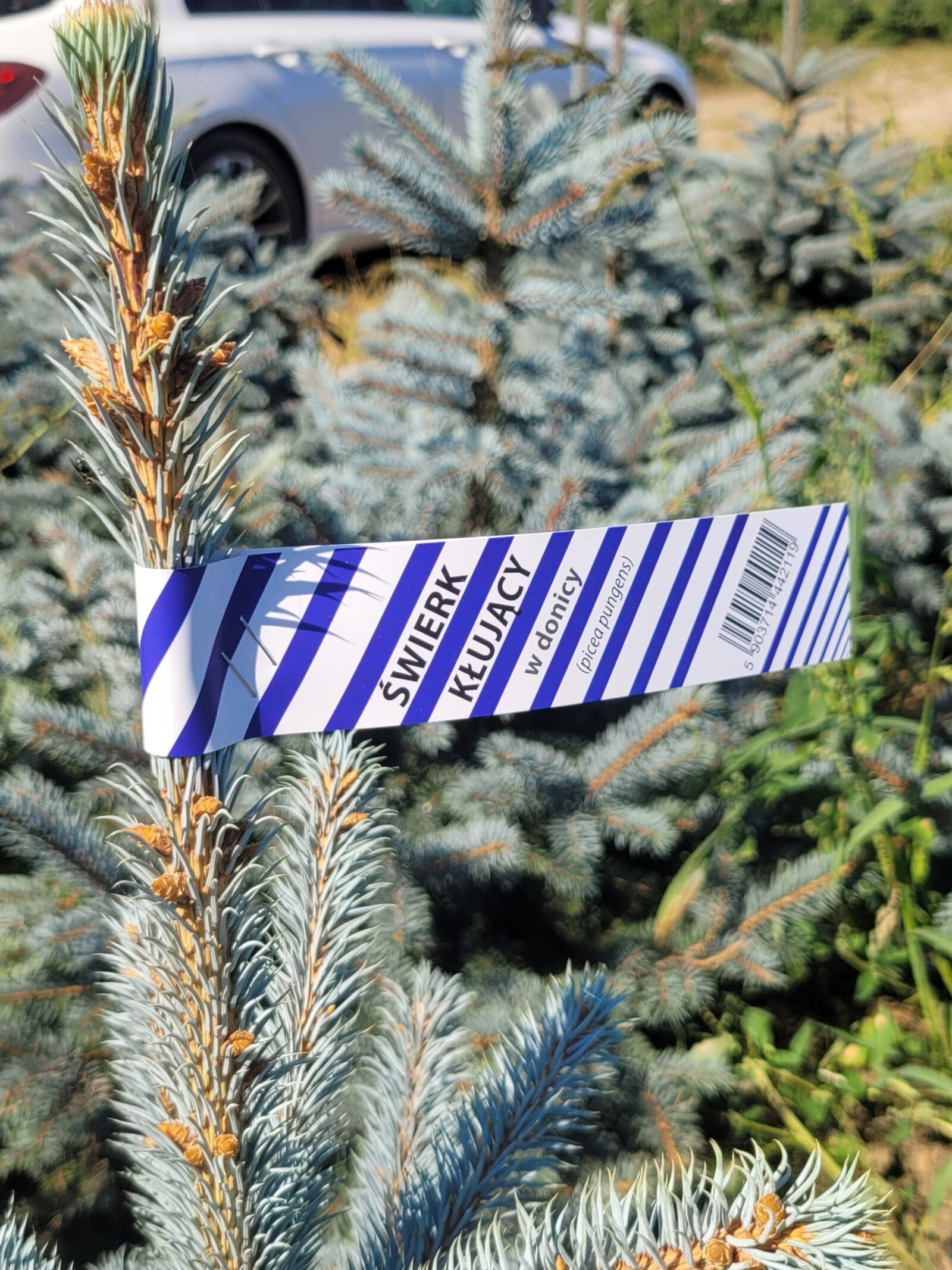 Świerk kłujący (picea pungens) rosnący w donicy