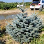 Świerk kłujący (picea pungens) obsadzony w donicy