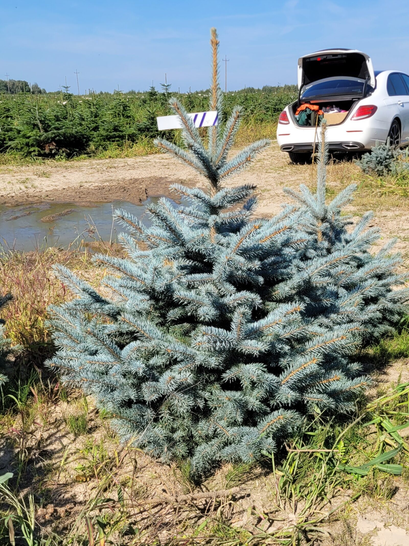 Świerk kłujący (picea pungens) obsadzony w donicy