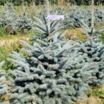 Świerk kłujący (picea pungens) obsadzony w donicy