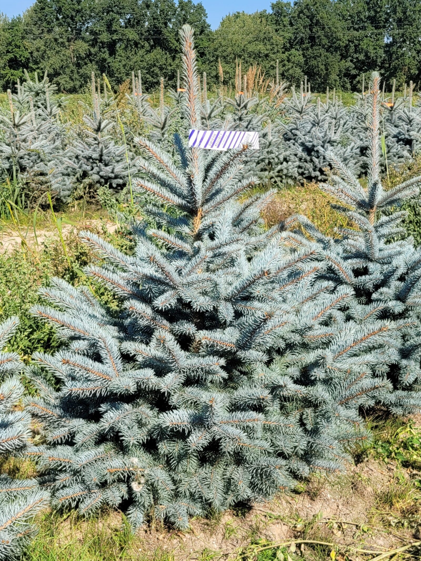 Świerk kłujący (picea pungens) obsadzony w donicy