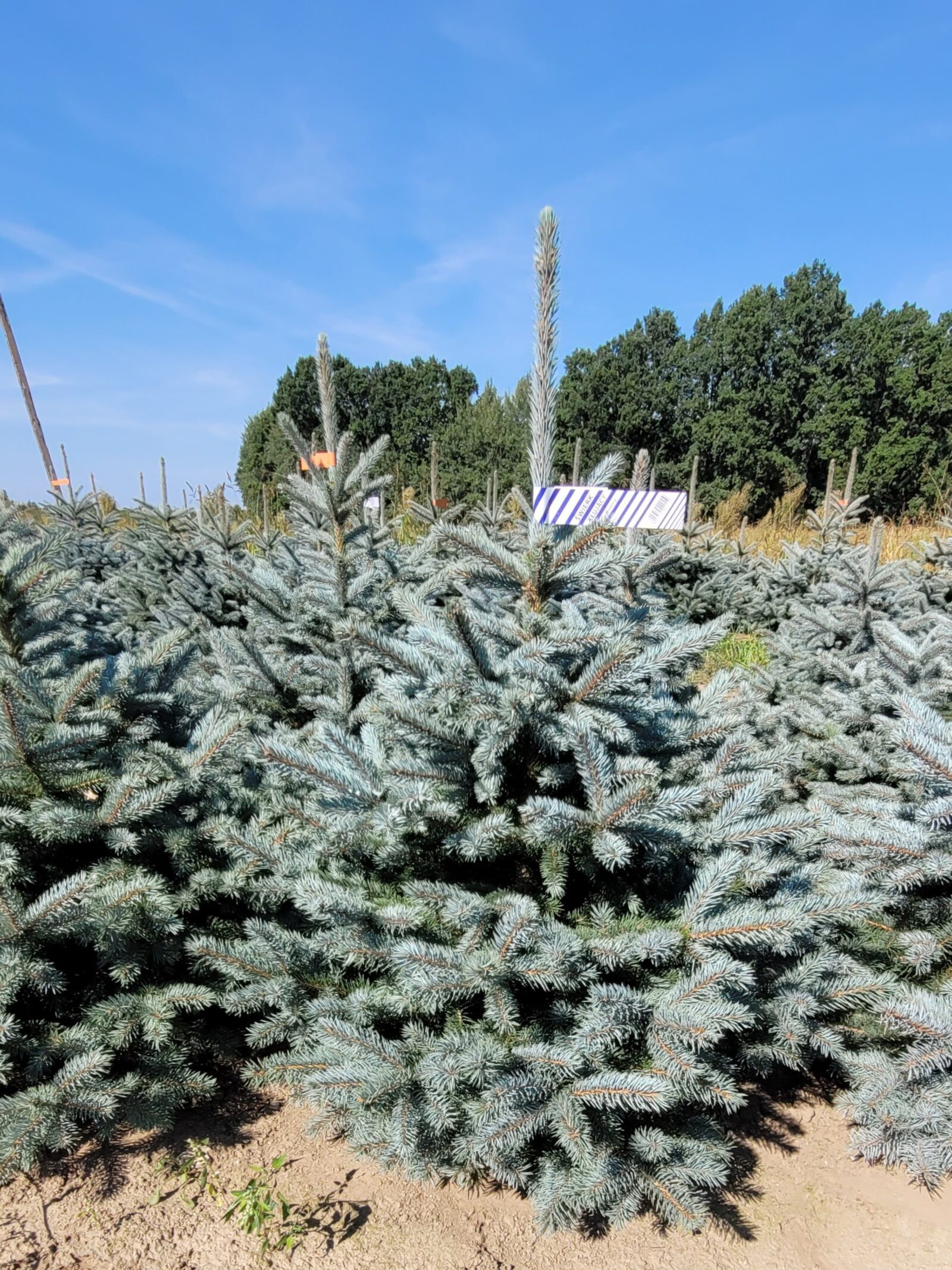 Świerk kłujący (picea pungens) rosnący w donicy