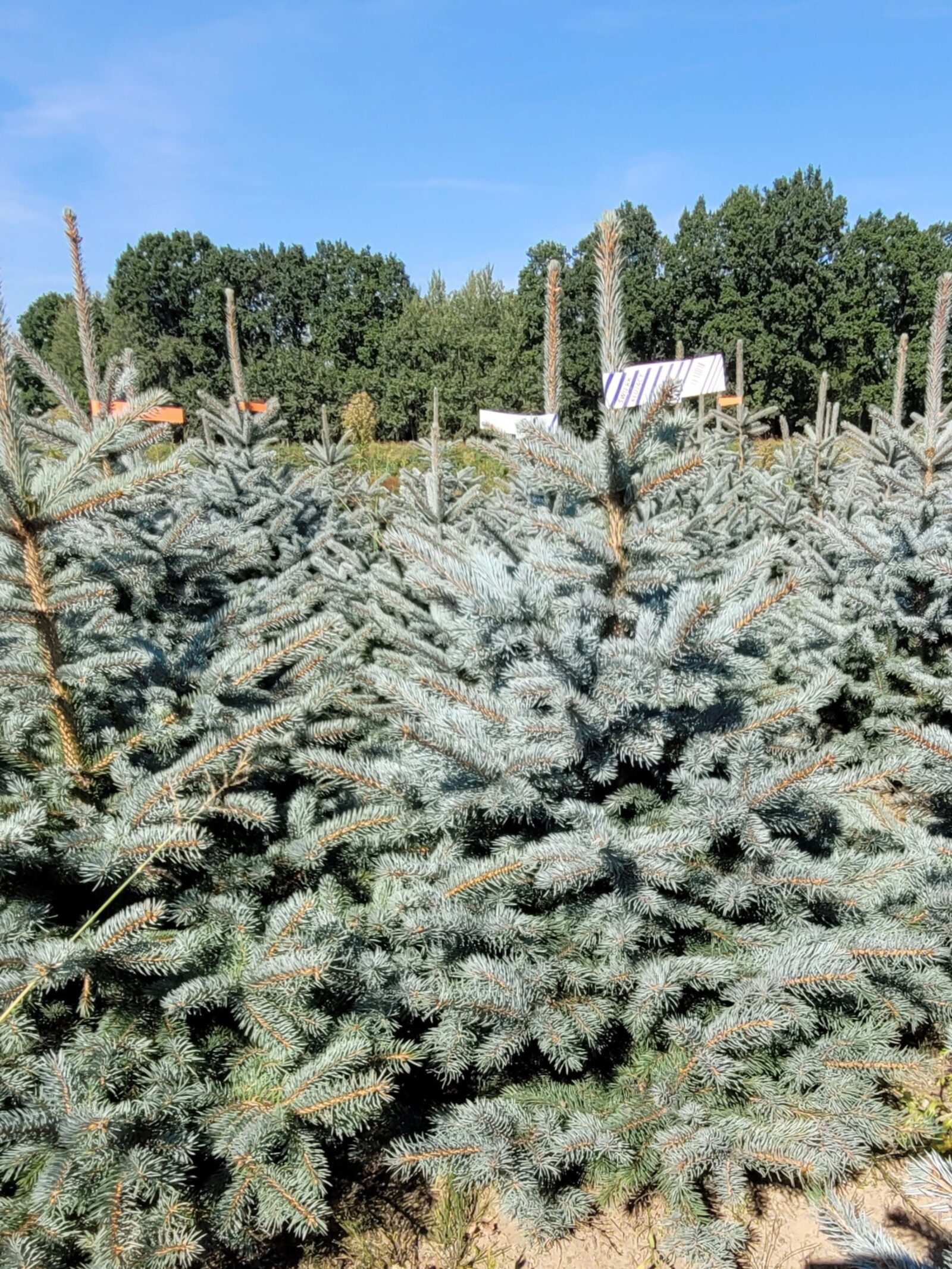 Świerk kłujący (picea pungens) rosnący w donicy