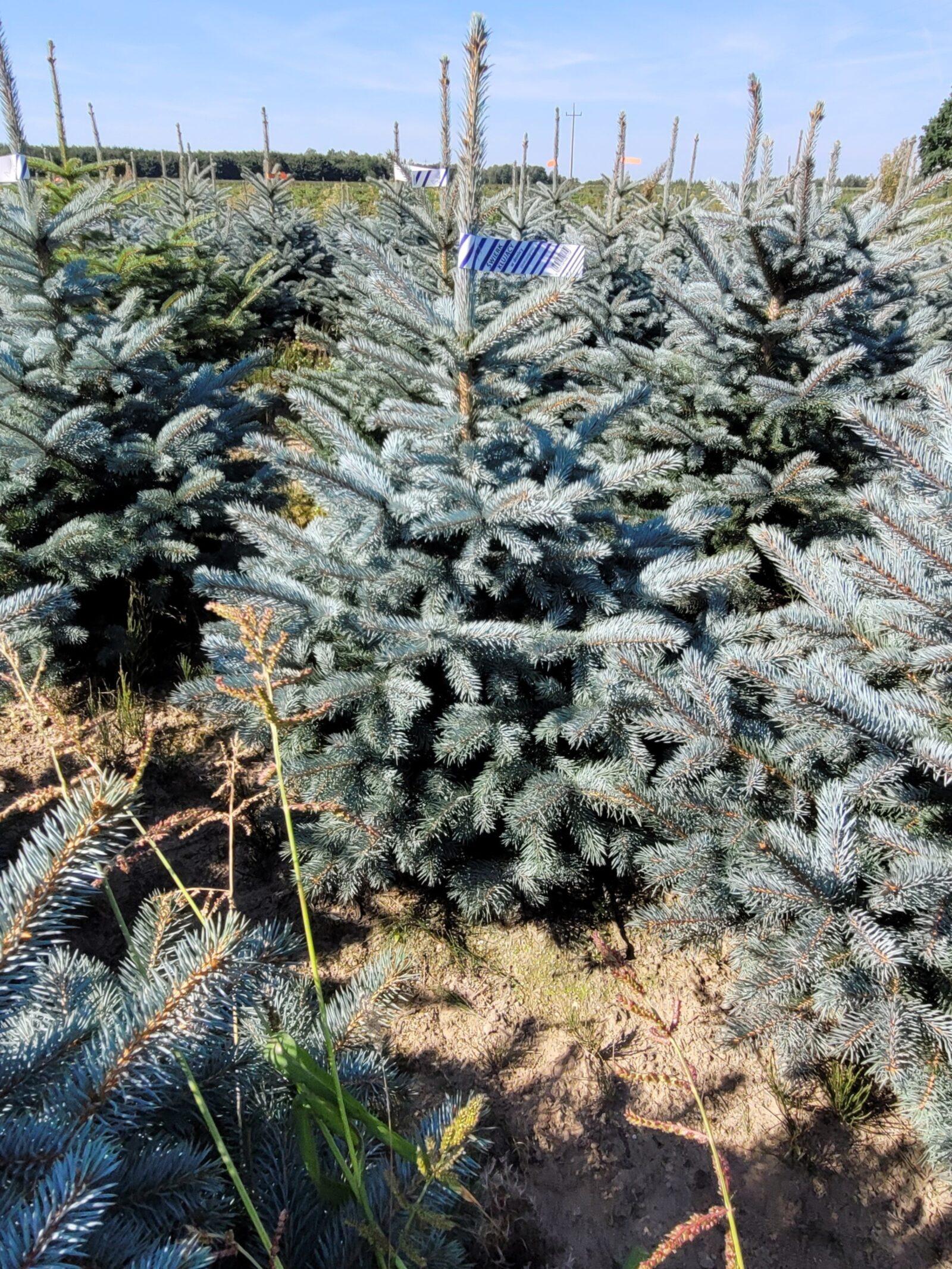 Świerk kłujący (picea pungens) rosnący w donicy