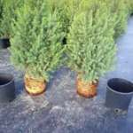 Świerk biały Conica (picea glauca) rosnący w donicy