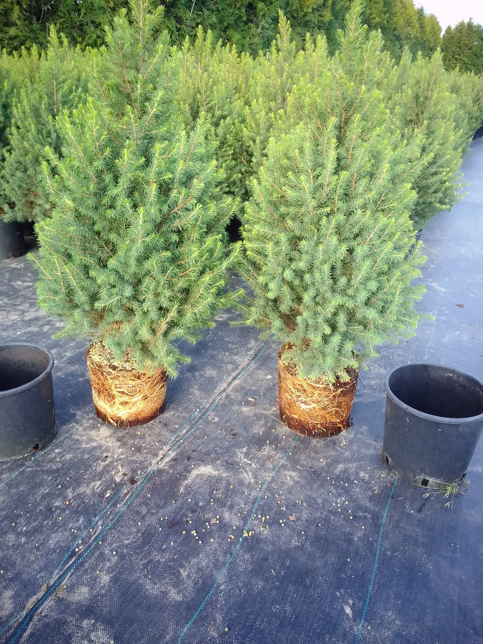 Świerk biały Conica (picea glauca) rosnący w donicy