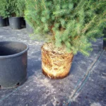 Świerk biały Conica (picea glauca) rosnący w donicy