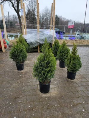 Świerk biały Conica Świerk biały Conica (picea glauca) rosnący w donicy