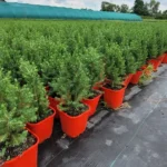 Świerk biały Conica (picea glauca) rosnący w donicy