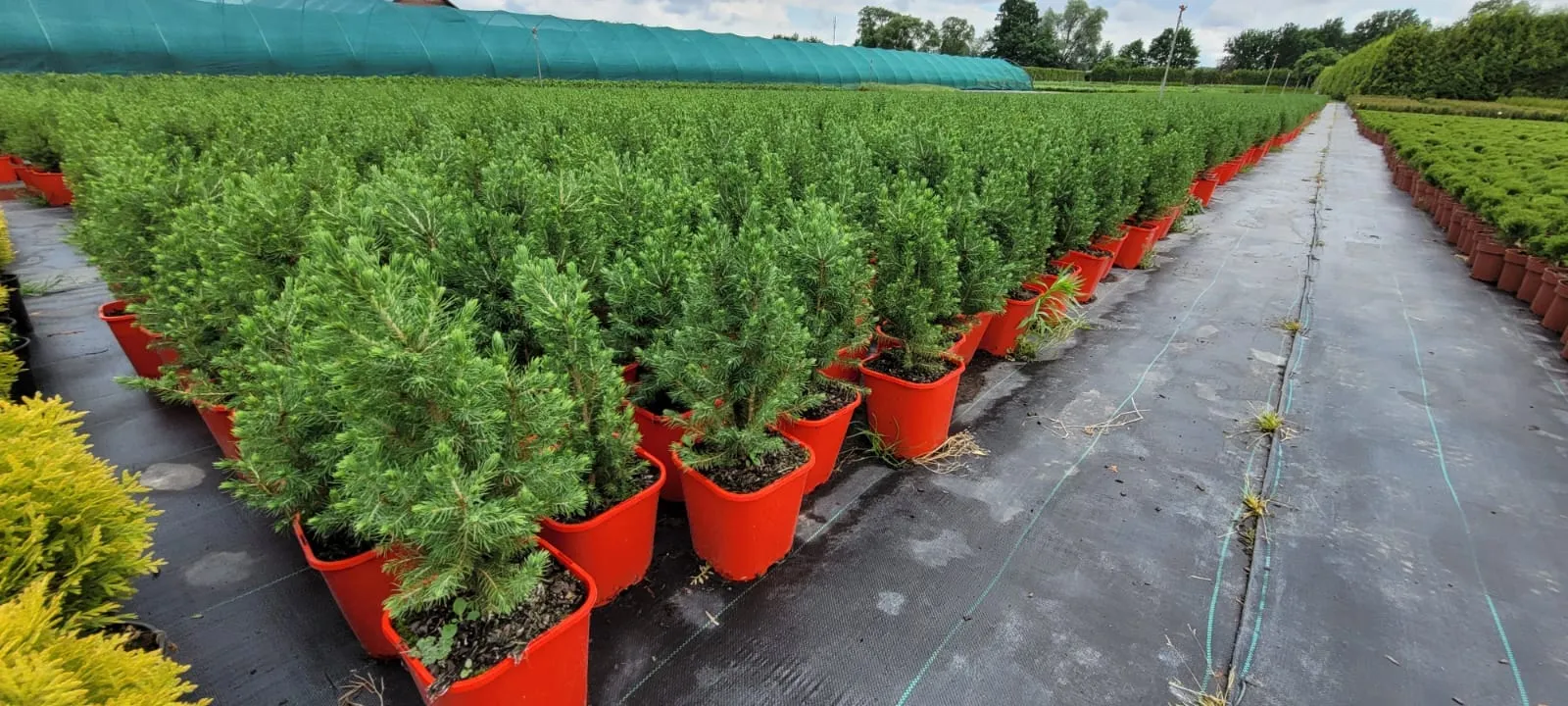 Świerk biały Conica (picea glauca) rosnący w donicy