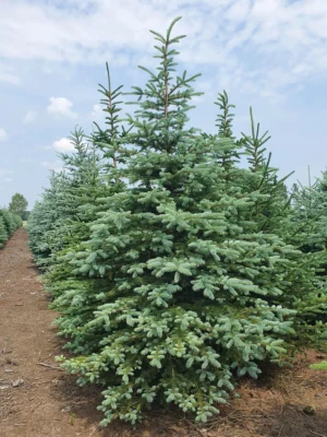 Świerk kłujący cięty Świerk kłujący (picea pungens) cięty