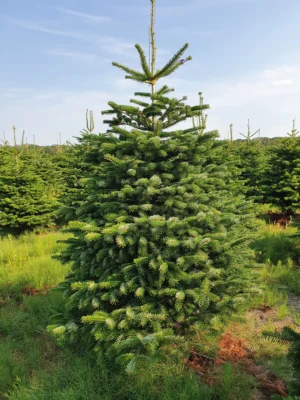 Świerk pospolity cięty _3 Świerk pospolity (picea abies) cięty