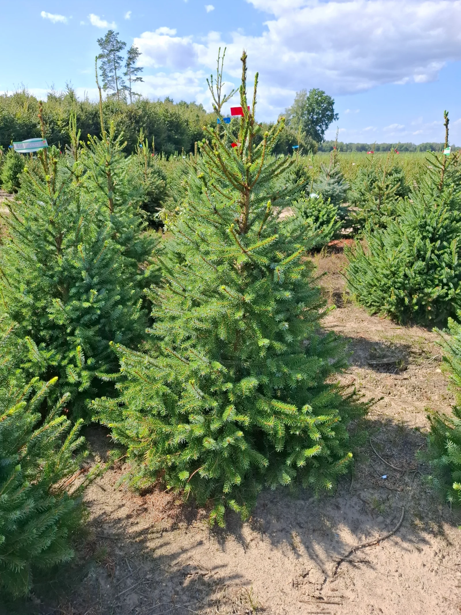 Świerk serbski (picea omorica) obsadzony w donicy