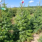 Świerk serbski (picea omorica) obsadzony w donicy