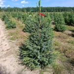 Świerk serbski (picea omorica) obsadzony w donicy