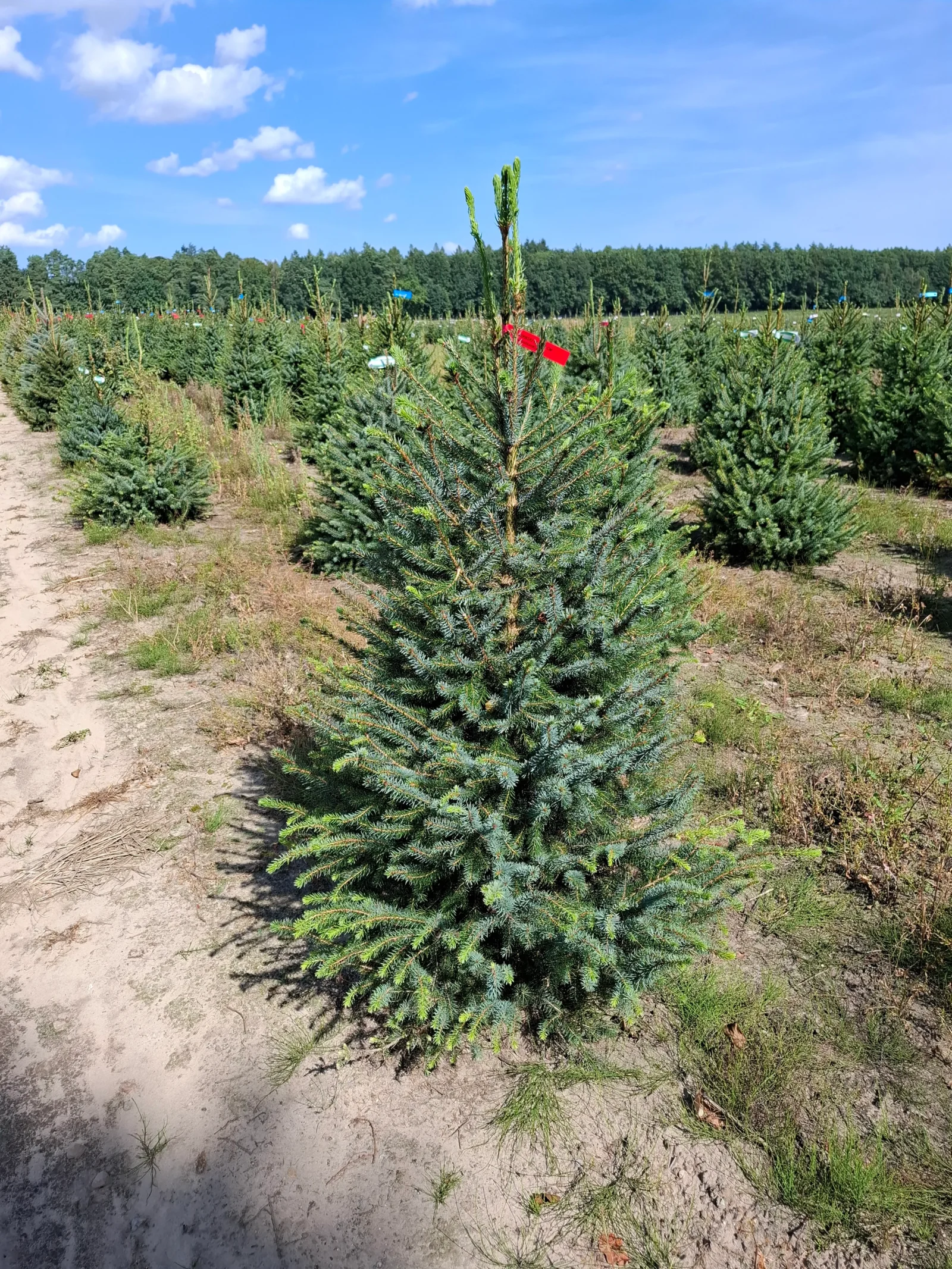 Świerk serbski (picea omorica) obsadzony w donicy