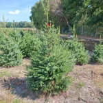 Świerk serbski (picea omorica) obsadzony w donicy