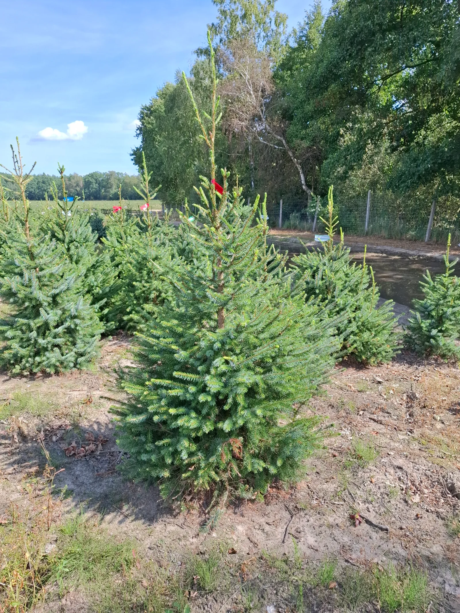 Świerk serbski (picea omorica) obsadzony w donicy
