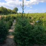 Świerk serbski (picea omorica) obsadzony w donicy