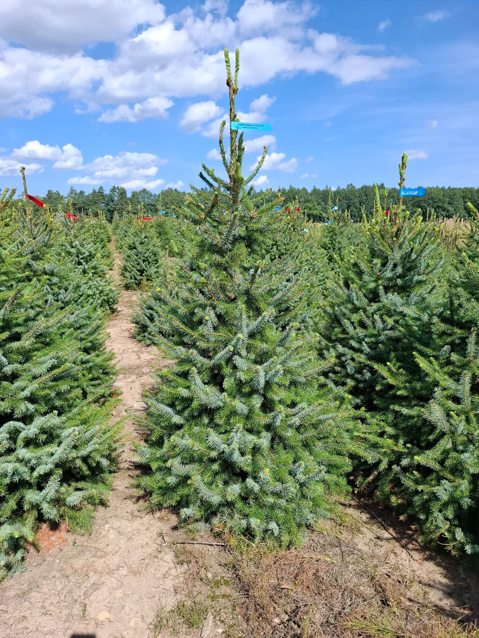 Świerk serbski (picea omorica) obsadzony w donicy