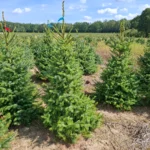 Świerk serbski (picea omorica) obsadzony w donicy